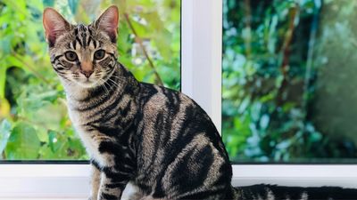 This cat expert doesn’t have these six things in her home — and number three really surprised us!