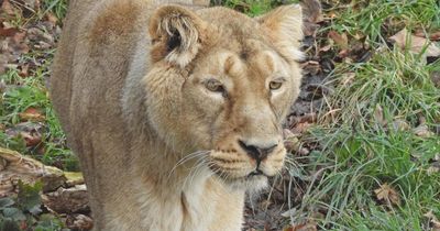 Scottish zoo welcomes endangered Asiatic Lion