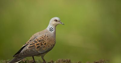 Operation Turtle Dove to be launched to help reverse decline of red-listed bird