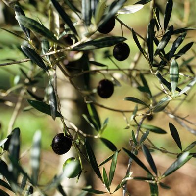 How to protect an olive tree in winter – and the best way to wrap it before temperatures drop