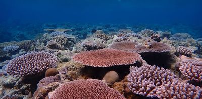 Corals can adapt to warming oceans, but not fast enough – new research