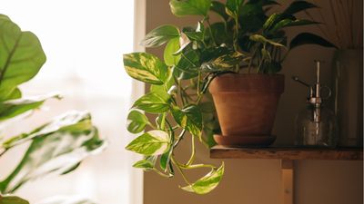 I tried an $8 pebble tray against my plant mister and it's changed my houseplants – and my home aesthetic