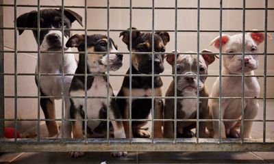 UK ministers support bill to crack down on puppy smuggling