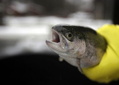 More Than 7,500 Fish Die In Truck Crash In Washington State