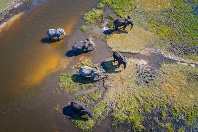 Hundreds of endangered African elephants suddenly died. New evidence finds a link to climate change