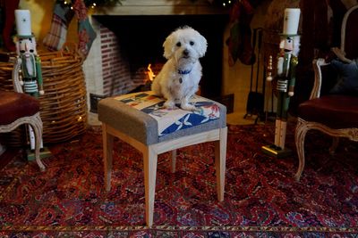 Battersea rescue dogs needing homes head to Highgrove for footstool photoshoot