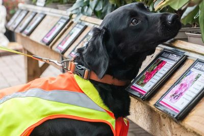 Sniffer dog trained to detect tree disease in ‘groundbreaking’ project