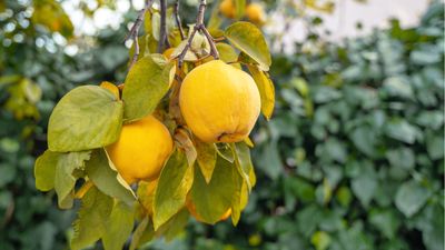 How to get a quince tree to fruit – for a mild citrus taste, perfect for homemade jam