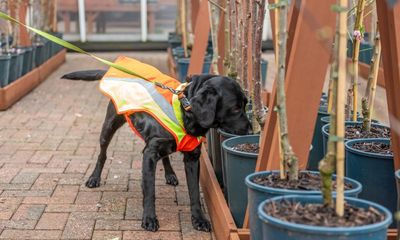 Bark detective: dog trained to sniff out UK tree disease