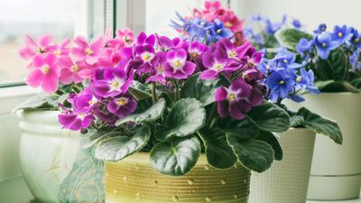 7 Small Windowsill Plants — That Will Add Charming Color and Foliage to Your Home In Winter