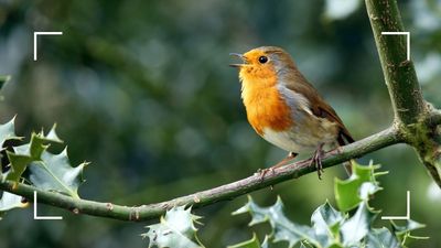 Sarah Raven says you shouldn't prune these 5 winter plants to support vulnerable garden birds