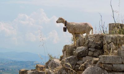 Can goats predict earthquakes? Can dogs forecast volcanic eruptions? These scientists think so