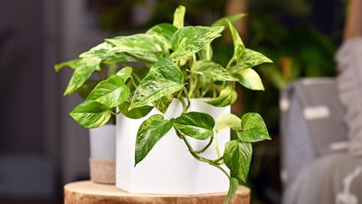 5 low-light houseplants to brighten up your home this winter — recommended by an expert