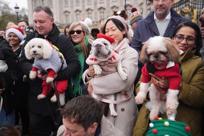 Santa paws: Dozens of dogs don Christmas jumpers for festive parade