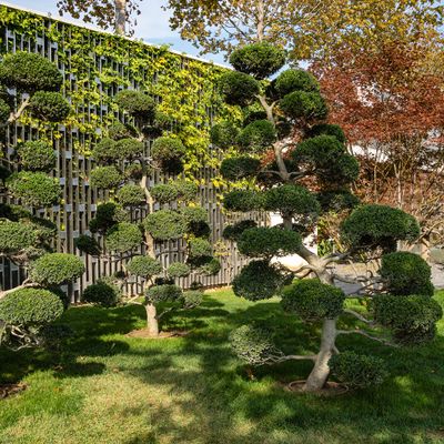 What is cloud pruning? Here’s how to nail the Japanese gardening trend at home