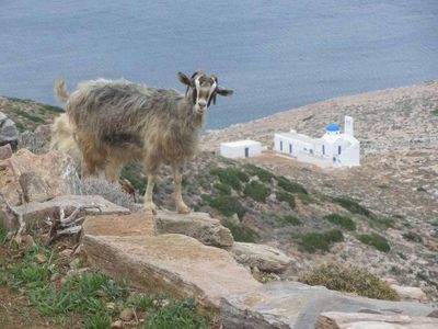 Scientists study if goats and dogs can predict earthquakes and volcanic eruptions