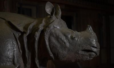 ‘Photographs did not do it justice’: King Louis XV’s magnificent rhino is star of new London exhibition