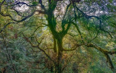 Masked owls, wild devils and giant crayfish: inside the ancient forests of Tasmania’s Takayna