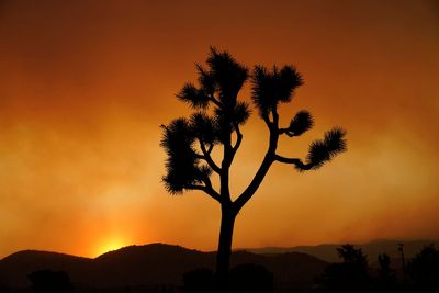 Joshua trees are in peril. California has a plan to save them