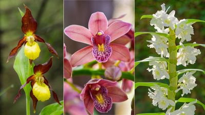 Love orchids but can't keep them alive? Experts say these are the 5 easiest orchids to grow