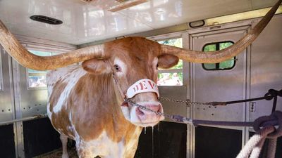 Texas A&M Police Escorts Out Man Who Rode Longhorn Near Stadium Before Texas Game