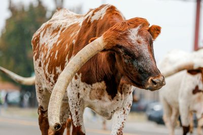 Texas A&M police report man riding longhorn with dog in College Station