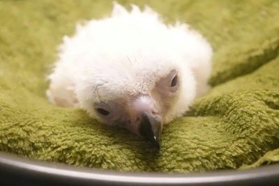 Philippine Eagle Hatchling Dies In Conservation Setback