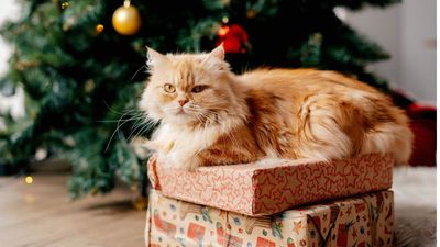 8 smart ways to keep cats out of a Christmas tree – including distraction zones, natural scent repellents and carpet tape