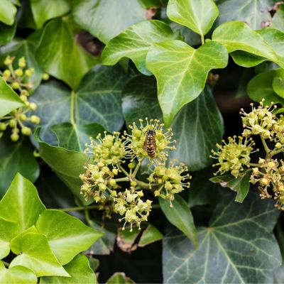 How to get English ivy to bloom and add some extra flower power to your garden