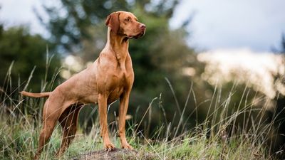 This is how often to train a reactive dog, according to an expert