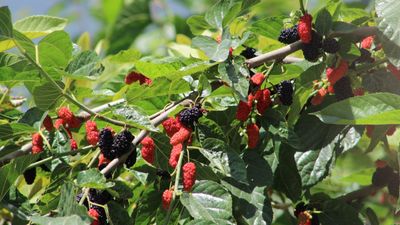 ‘Mulberry pruning needs a gentle hand’, say tree experts – discover when and how to trim these fruiting trees