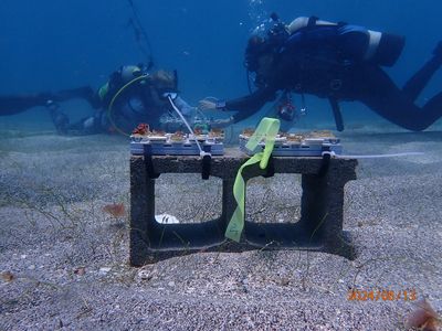 Could a multivitamin help to save our coral reefs?