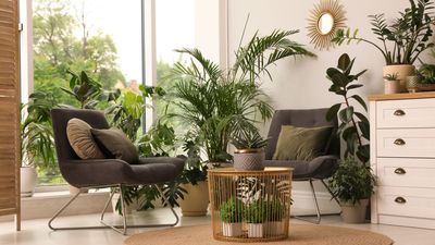 Easy-going houseplants that give more than they take