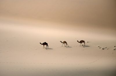 Desertification Talks Open In Saudi Arabia As Experts Fire Warning