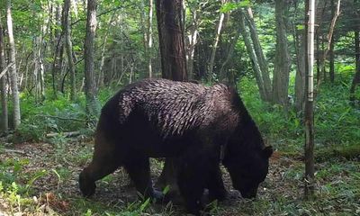 Bear snared after three day supermarket standoff with Japan police