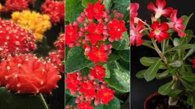 Christmas cactus alternatives – 6 festive and more unusual plants to brighten your home during the holidays