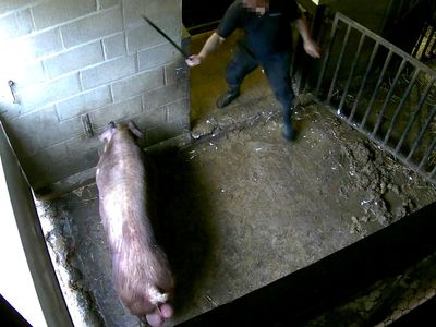 Pigs beaten with pitchforks at boar farm linked to supermarket bacon suppliers, footage reveals