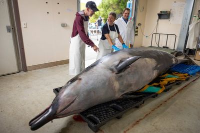 Scientists gather to decode puzzle of the world's rarest whale in 'extraordinary' New Zealand study