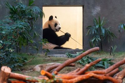 Hong Kong launches panda sculpture tour as the city hopes the bear craze boosts tourism