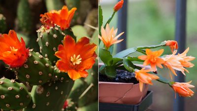 Are you actually growing a prickly pear instead of a Christmas cactus? Here's how to tell them apart