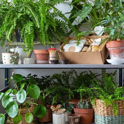 Can you repot houseplants in winter? Only if they fall into one of these two categories, say plant experts