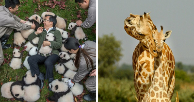 This Photographer Lived In Mud Huts, Wore A Panda Suit, And Changed How We See The World With Her Photos (20 Pics)