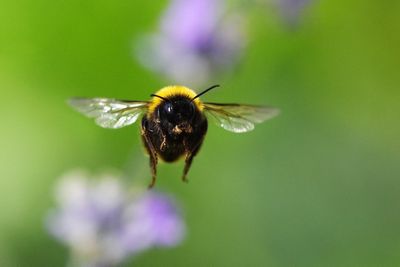 Watchdog: Defra may have failed to comply with law over bee-killing pesticide