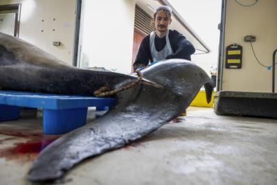 Rare Spade-Toothed Whale Discovered In New Zealand