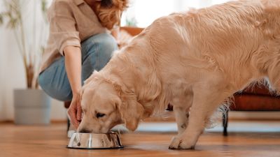 ​​Here are five signs your dog needs a new diet, according to a pet nutritionist