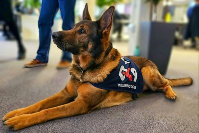 Retired police dog rescues missing man on first walk after major surgery