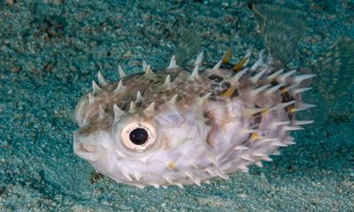 A pufferfish: ‘probably nature’s greatest artist’