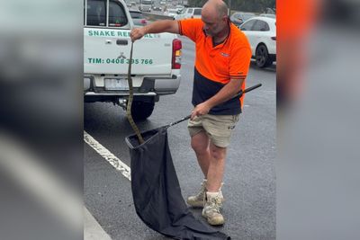 Driver Pulls Over After Feeling Something Crawl Up Her Leg, Finds One Of The Most Venomous Snakes In The World