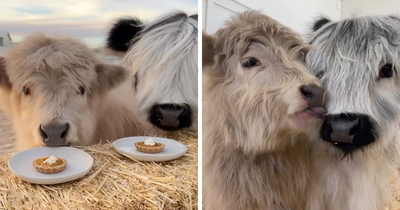 Baby Calves Devastate Netizens With Their Cuteness While Trying Pumpkin Pie For The First Time