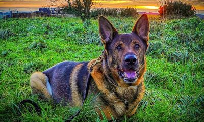 Paw and order: retired police dog rescues man on first walk after surgery